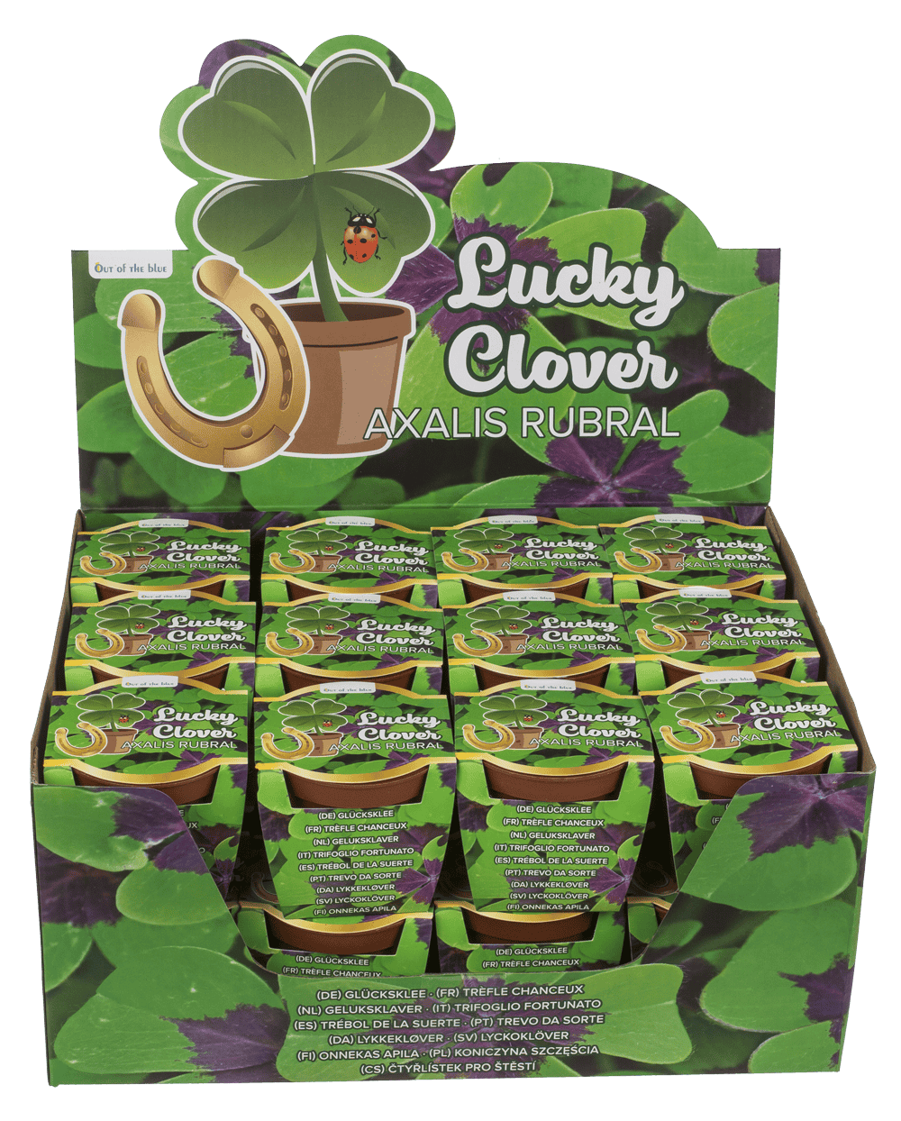 Lucky clover in plastic pot,