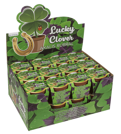 Lucky clover in plastic pot,