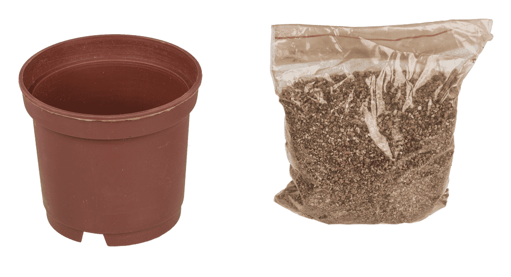 Lucky clover in plastic pot,