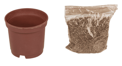 Lucky clover in plastic pot,