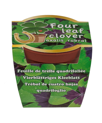 Lucky clover in plastic pot,