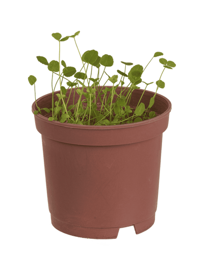 Lucky clover in plastic pot,