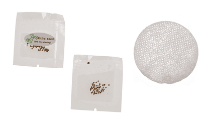 Lucky clover in plastic pot,