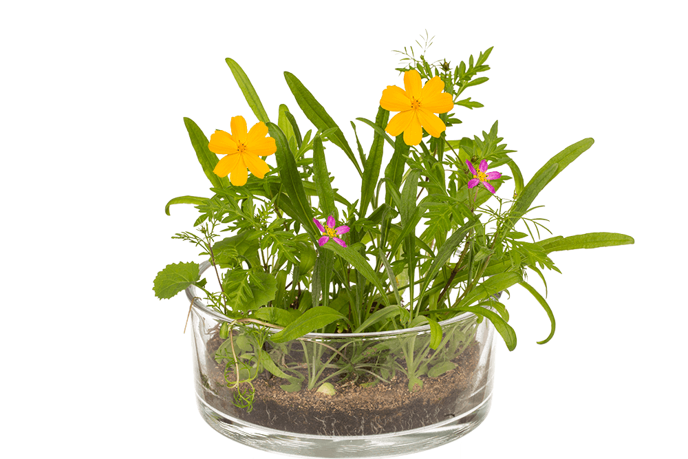 Tin Flower , Flower Meadow,