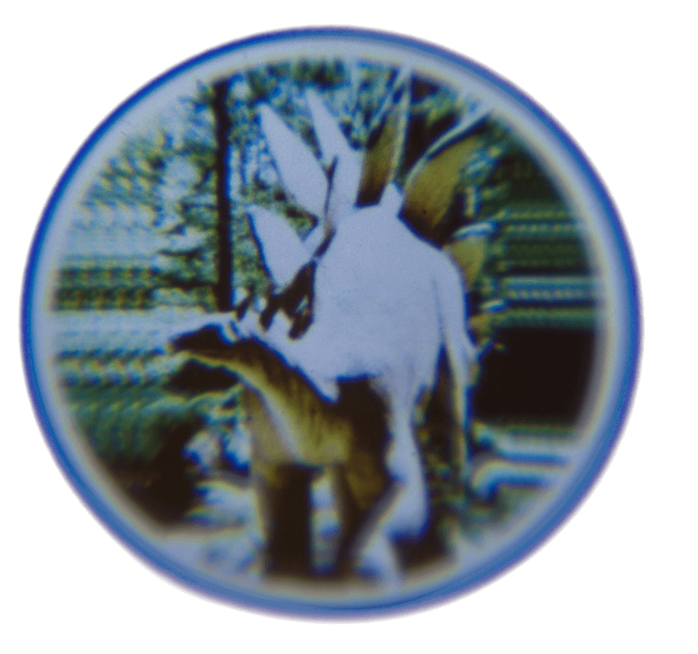 Projector, Dinosaur,