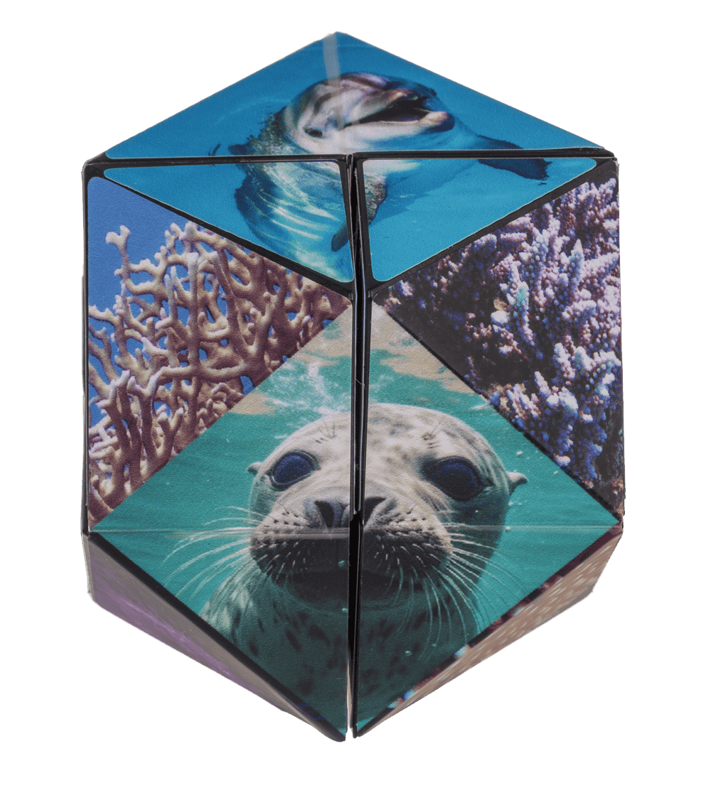 Boundless Cube,Sealife,