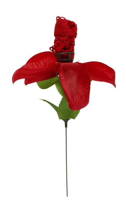 Rose with red G-string,