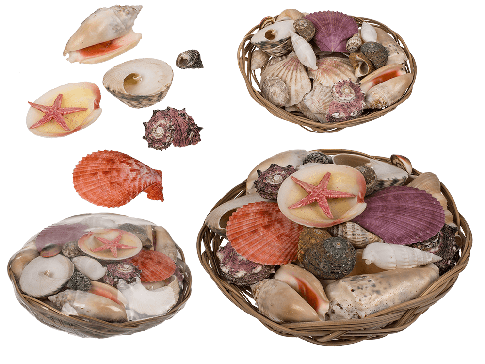 Shells & starfish in basket,