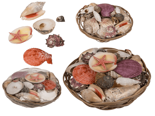 Shells & starfish in basket,