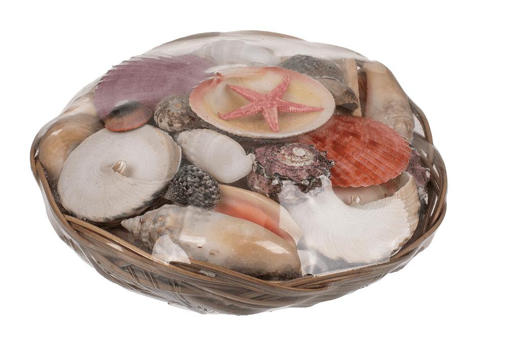 Shells & starfish in basket,