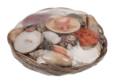 Shells & starfish in basket,