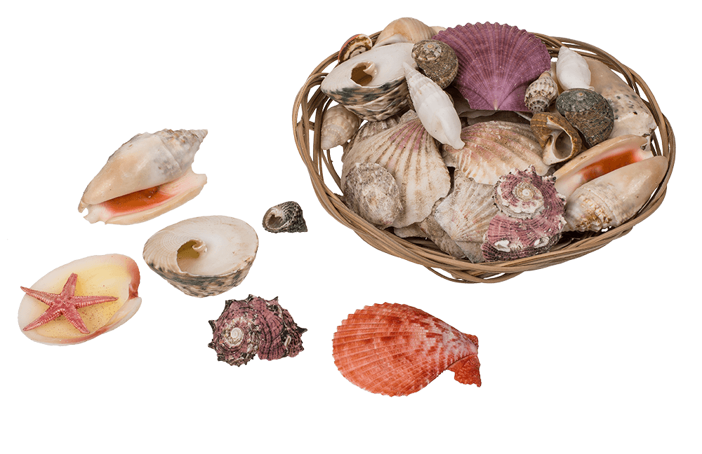 Shells & starfish in basket,