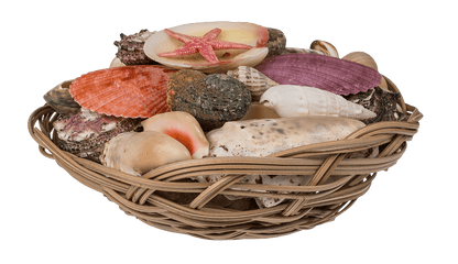 Shells & starfish in basket,