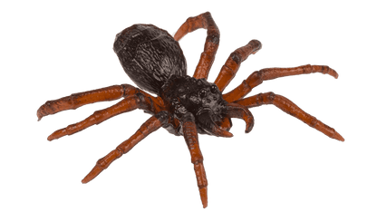 Spiders, set of 12 pcs. per polybag