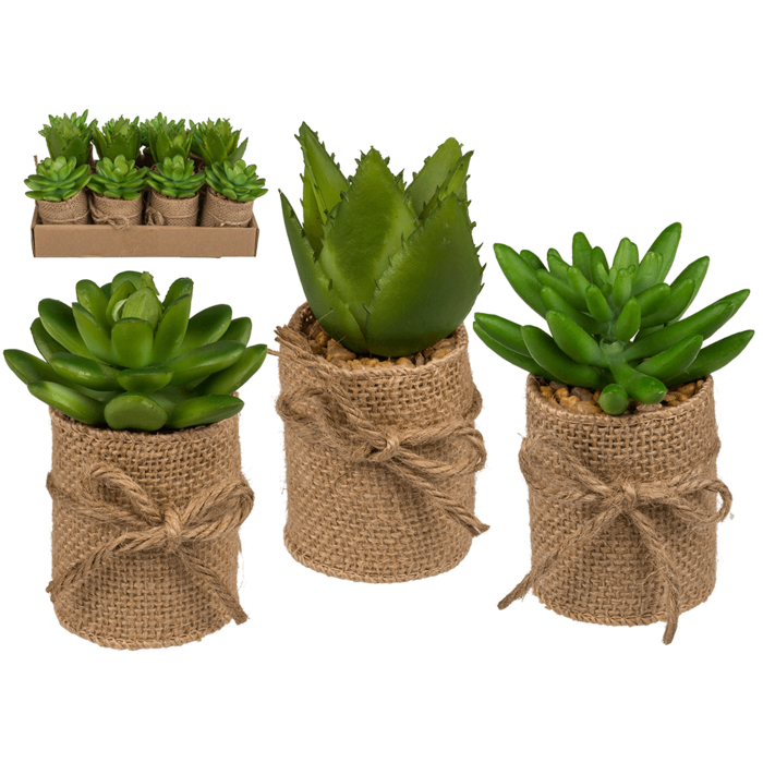 Decoration Succulents in pot with jute fabric,