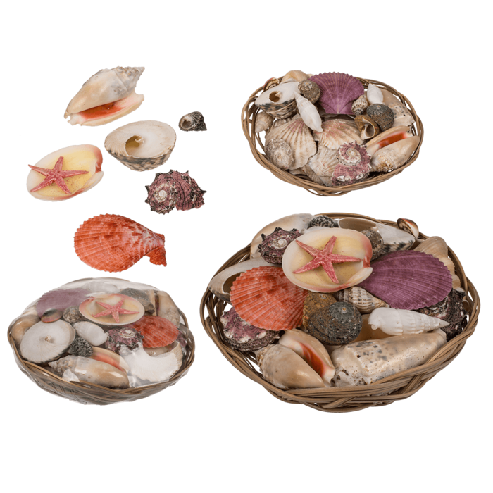 Shells & starfish in basket,