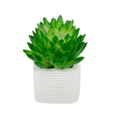 Calamita in plastica, Succulenti in vaso bianco,