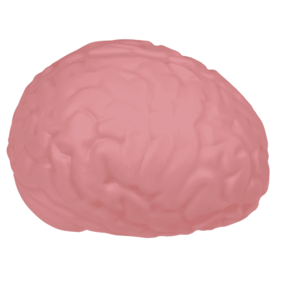 Cerebro XL Squeeze, 15