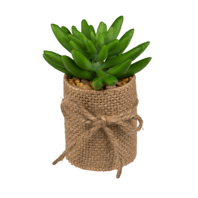 Decoration Succulents in pot with jute fabric,