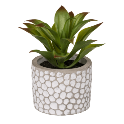 Decoration Succulents in white/grey cement pot,