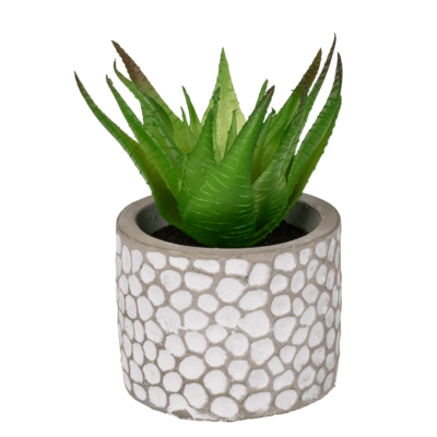 Decoration Succulents in white/grey cement pot,