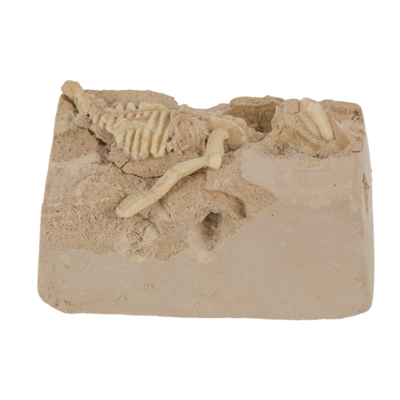 Excavation kit, Dinosaur Skeleton,