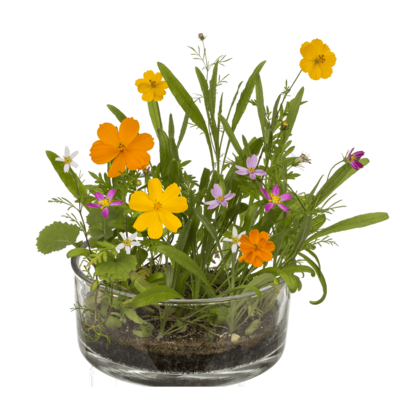 Flower seeds, Meadow, in pillow box (15 x 6 cm),