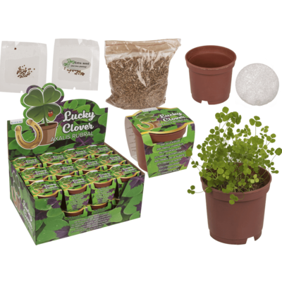 Lucky clover in plastic pot,