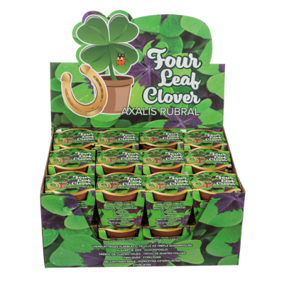 Lucky clover in plastic pot,