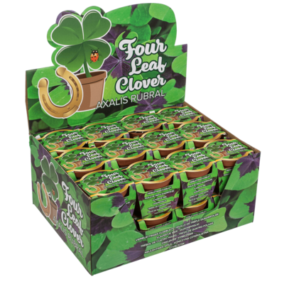 Lucky clover in plastic pot,