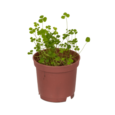 Lucky clover in plastic pot,