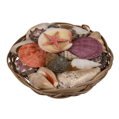 Shells & starfish in basket,