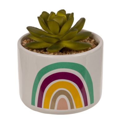 Succulenti decorativi in vasetto di ceramica,