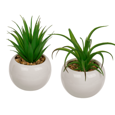 Succulenti decorativi in vaso di ceramica bianco,
