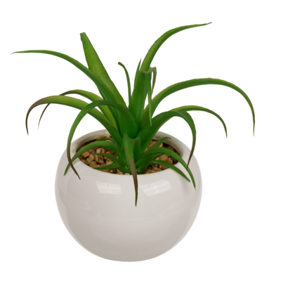 Succulents déco dans pot blanc en céramique,
