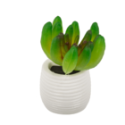 Aimant, Succulents dans pot blanc,