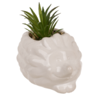 Deco succulent in flower pot, hedgehog,