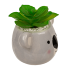 Deco succulents in ceramic pot,