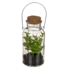 Decoration plant in glass for hanging &