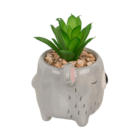 Decoration succulent in pot, Animals,