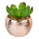 Decoration succulent in rosegold pot,