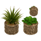 Decoration Succulents in sea-grass pot,