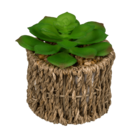 Decoration Succulents in sea-grass pot,