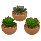 Decoration Succulents in terracotta pot,