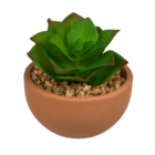 Decoration Succulents in terracotta pot,