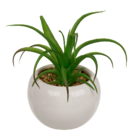 Decoration Succulents in white ceramik pot,