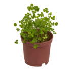 Four leaf clover in plastic pot,