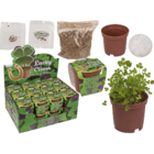 Lucky clover in plastic pot,