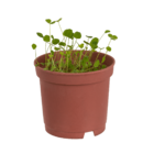 Lucky clover in plastic pot,