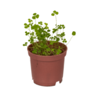 Lucky clover in plastic pot,